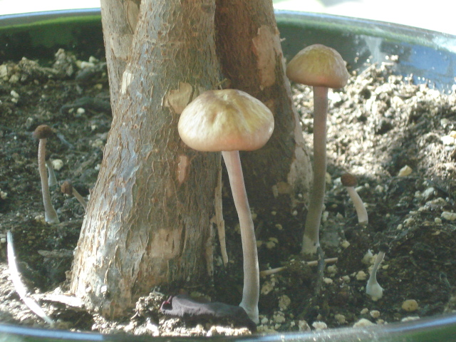 Money tree mushrooms