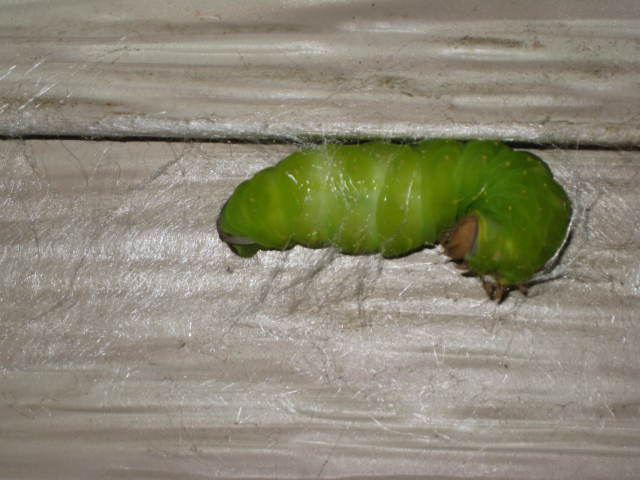 Caterpillar