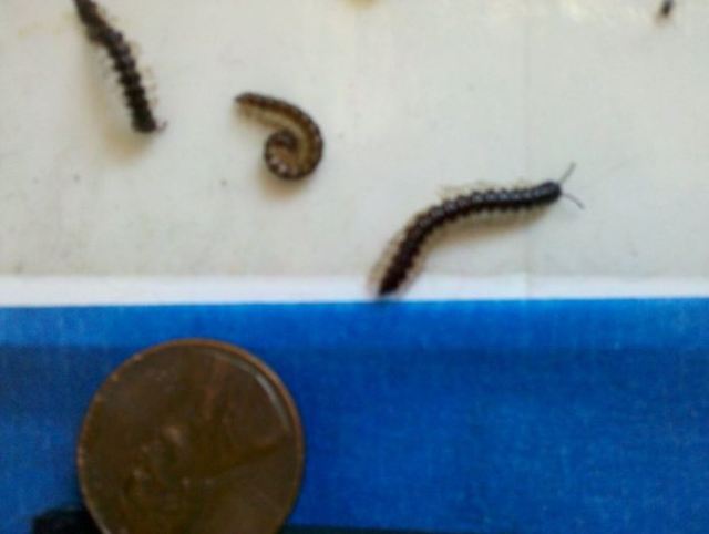 millipedes2