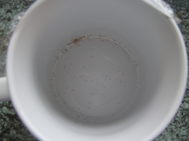 bugs in cup