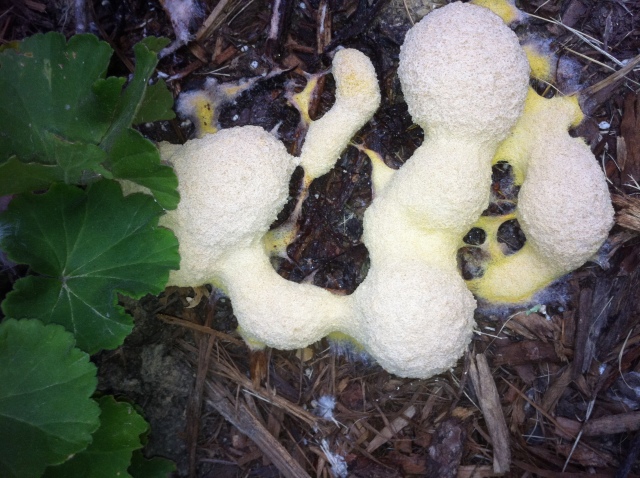 fungus in flower bed