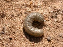 Cutworm