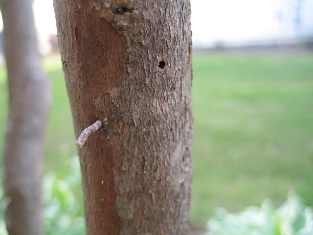 Crape Myrtle