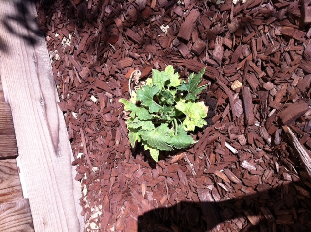 Stunted zucchini