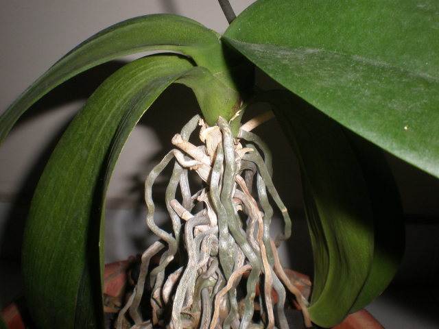 Orchid roots