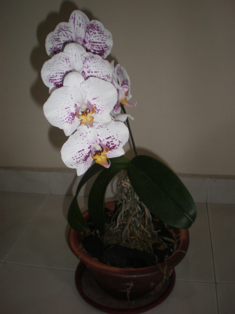 orchid