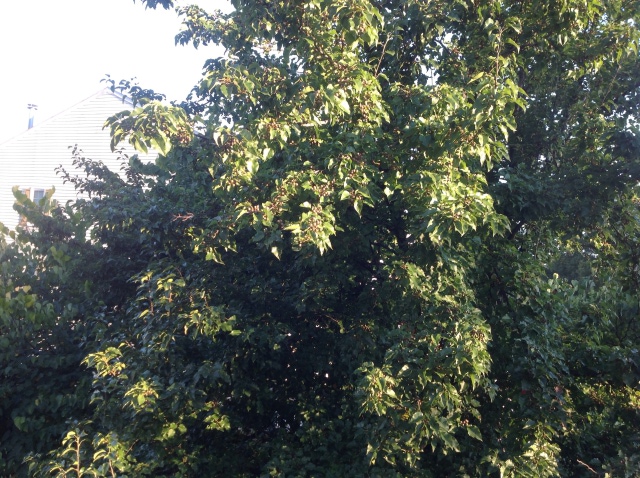 My pear tree