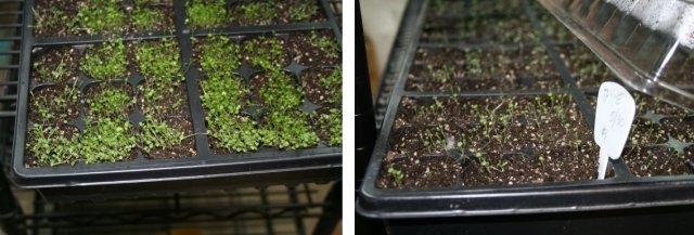 Thyme Seedlings