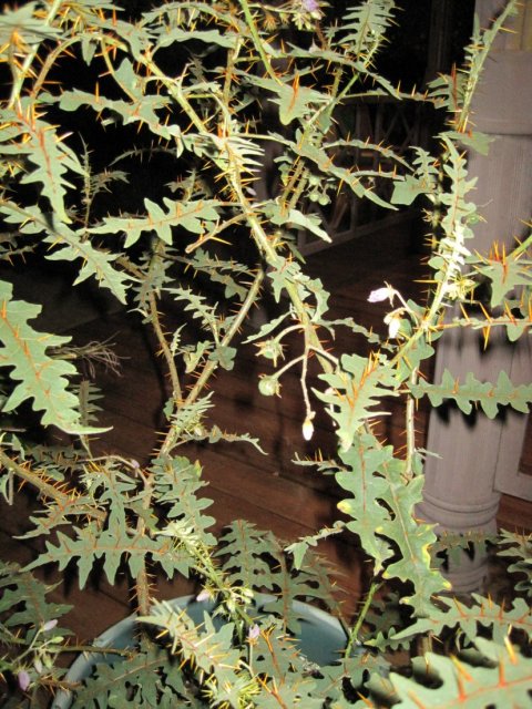 Solanum Pyracanthos
