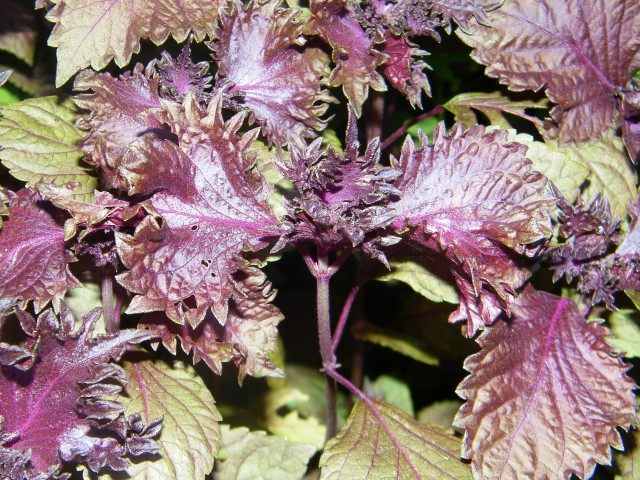 iridescent basil hybrid