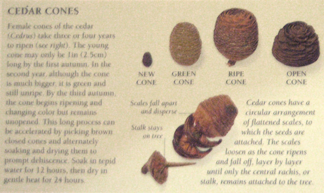 Cedar Cones