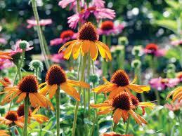 Echinacea