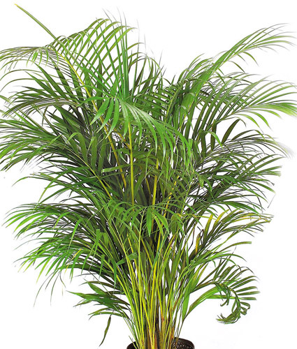 Areca Plant