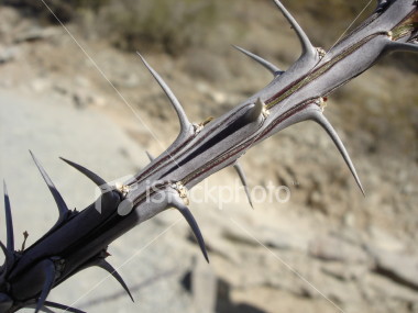 ocotillo thorns