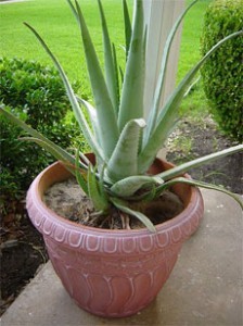 Aloe Vera