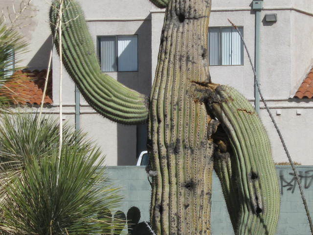 cactus 001
