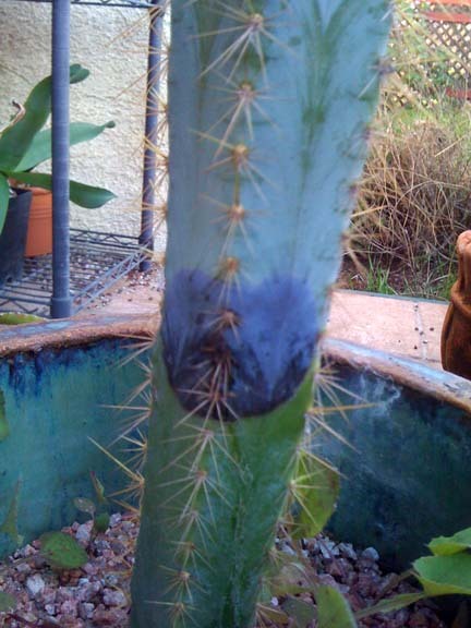 Sad cactus