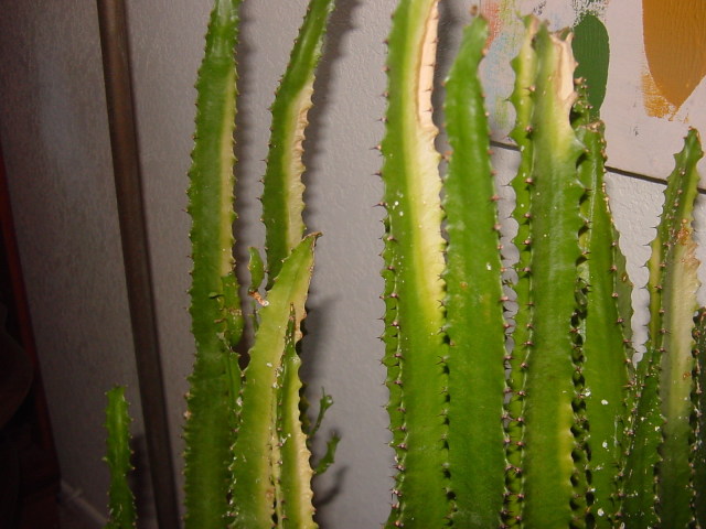 yellow dry euphorbia