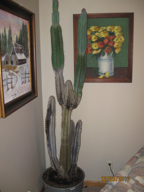 Cactus