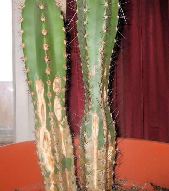 peeled growth cactus