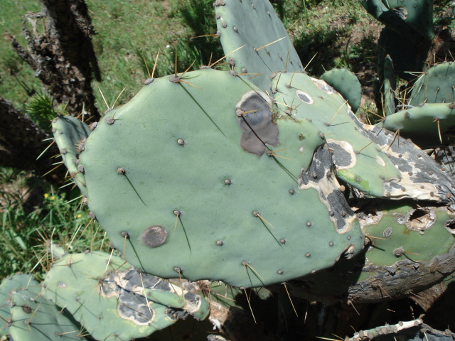 black spot cactus