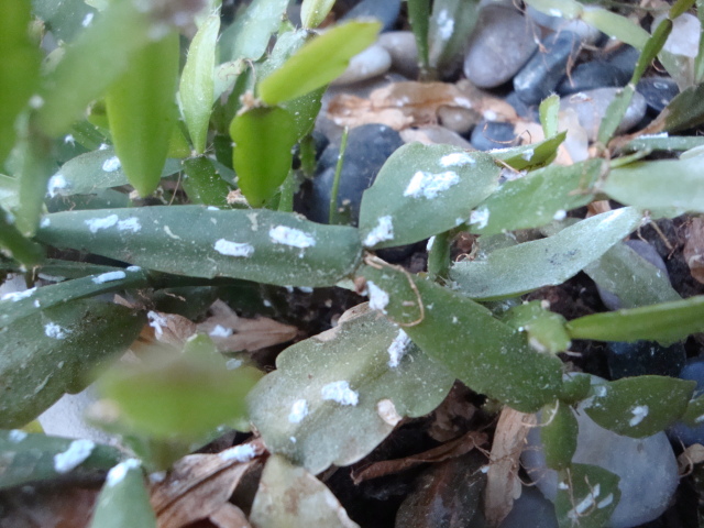 Christmas Cactus