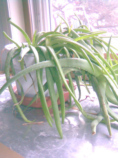 aloe vera