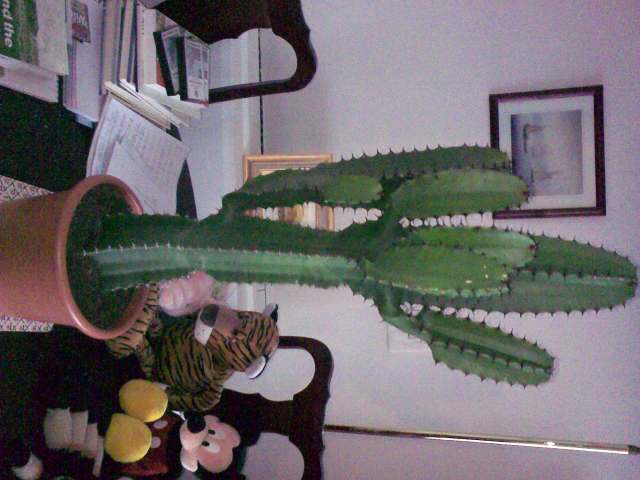 Big cactus