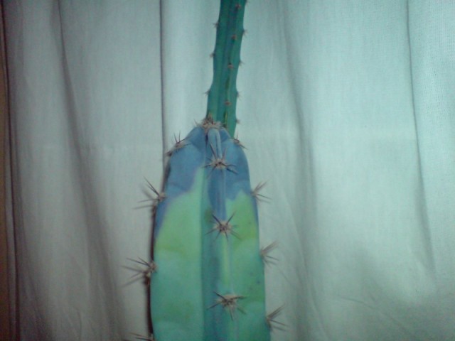 Blue Tipped Cactus
