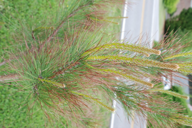 Loblolly Pine