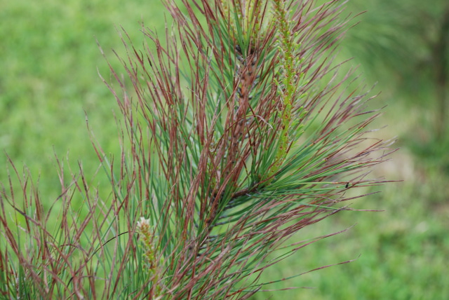 Loblolly Pine