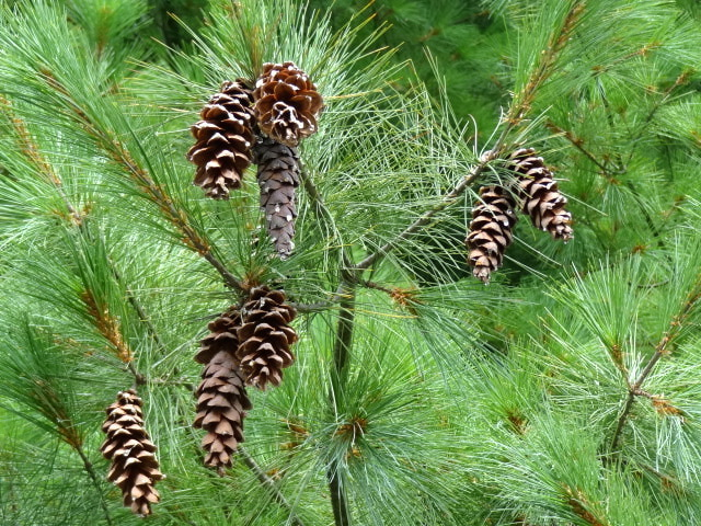 Cones