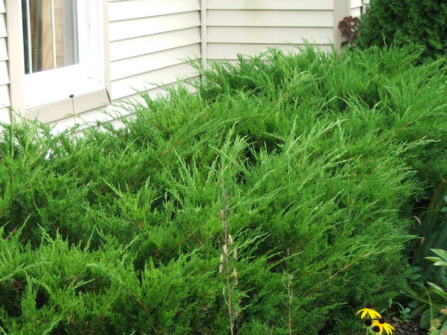 plants in front of garage