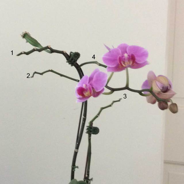 Phalaenopsis \'Rin Rin\'