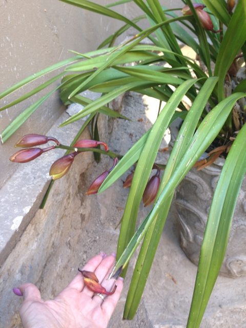 cymbidium1