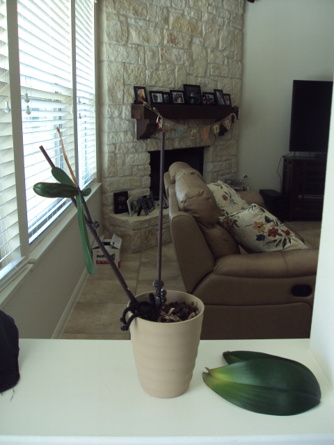 Orchid Plant 1