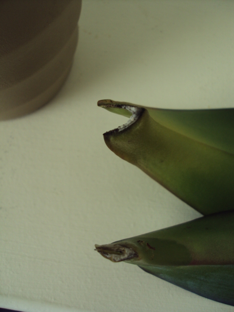 Closeup of Leaves