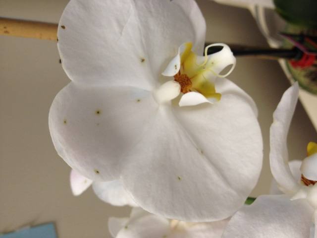 Spots on flower petals