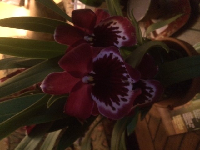 chwalibog orchid