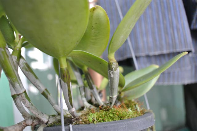 Cattleya stem problem