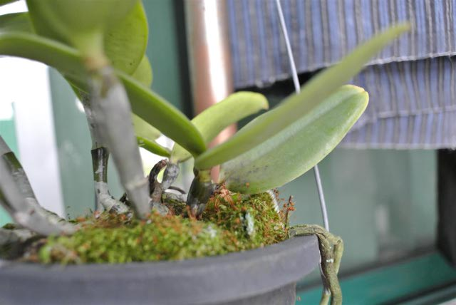 Cattleya stem problem