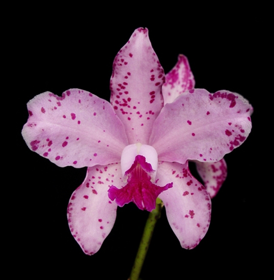 Cattleya amethystoglossa