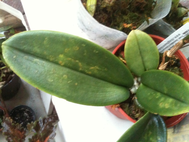 psychopsis leaves