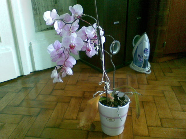 Phalaenopsis 