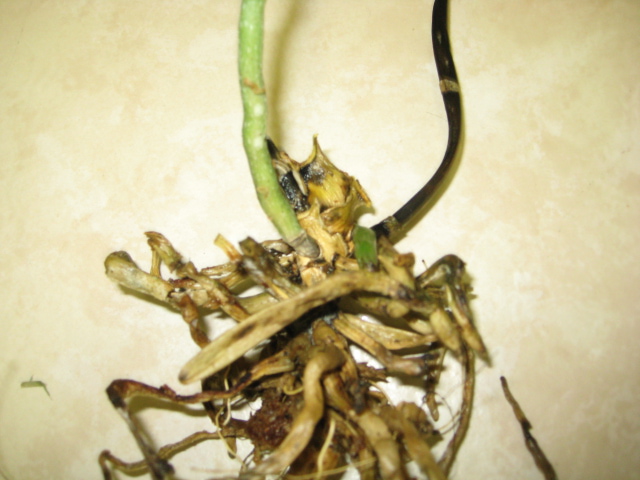 orchid roots