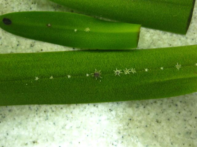 insect on cattleya leave