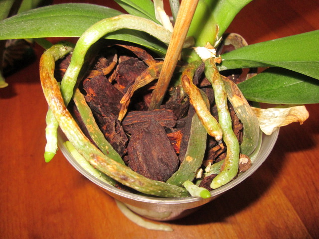 Roots with brown spots
