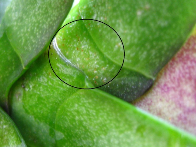 pest on phal