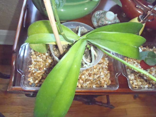 Cathryn\'s phal