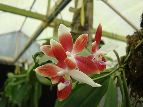 Phal Speciosa